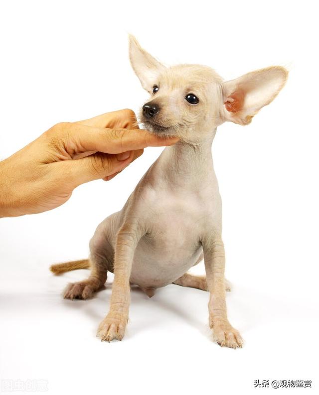 狗狗立耳需要粘多長時間(狗耳朵綁幾天可定型)-艾拉養犬