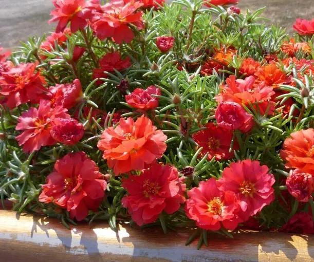 分享图片开花比牡丹还美的松叶牡丹 新闻时间