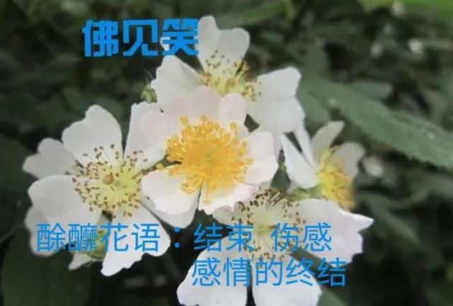 一朵荼靡花的告白