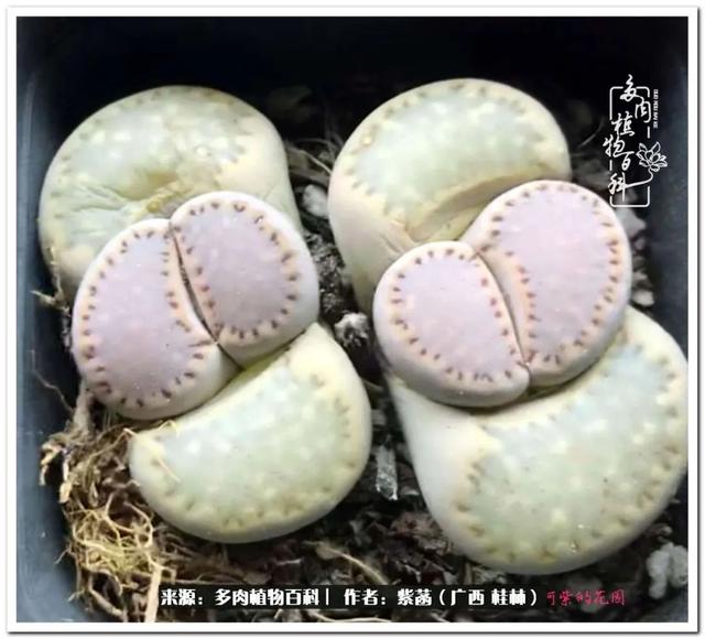 郑州新型泥土洗砂机