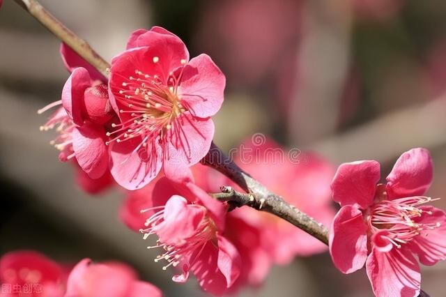 老话“花有重开日，人无再少年”，后两句也很经典，但却鲜有人知