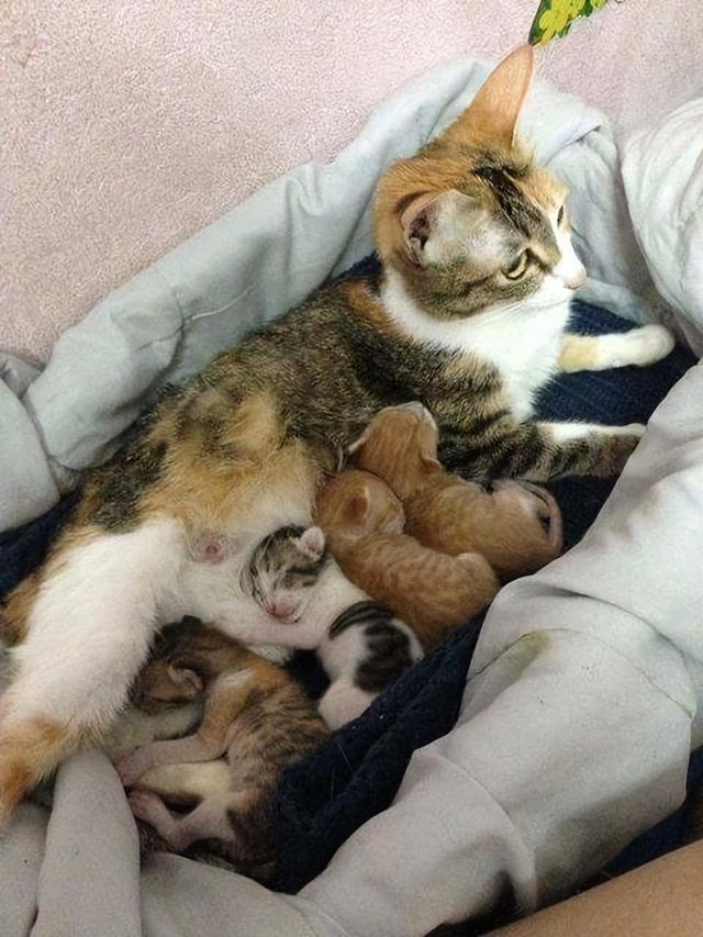 猫咪把单个幼崽叼过来是什么意思（猫咪把幼崽叼给你）(7)
