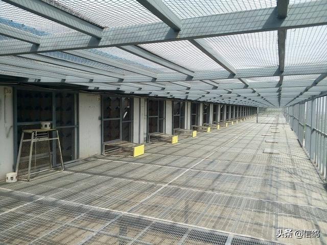 公棚独创幸运奖新玩法，首次与彩票号码挂钩，鸽友称赞值得推广