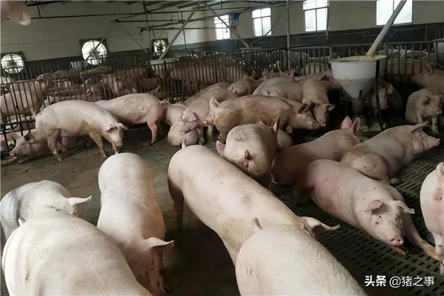 果然！猪价“冲高回落”，会大幅回落到上涨前吗？对此你怎么看？