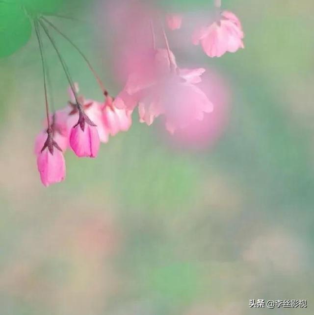杀死一只知更鸟