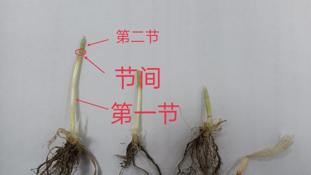 特别注意！小麦拔节阶段，控旺时期不正确，后期小麦更容易倒伏2