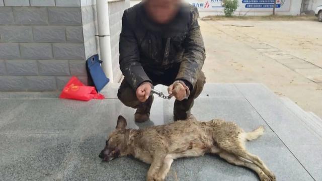 偷狗贼用药水喷狗，60秒后狗死亡，什么药这么毒，喷到人怎么办？