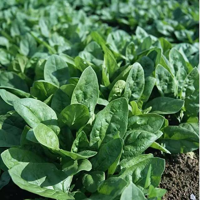 孩子用眼多，记得吃8种食材，叶黄素含量高，为眼睛“保驾护航”