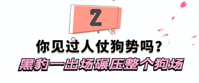 黑色罗威纳犬狗仗人势（豫西小丁全网人仗狗势）(11)