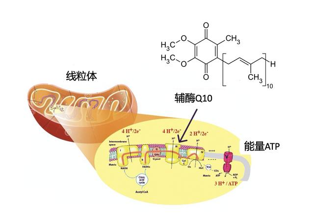 关注心脑血管健康：鱼油和辅酶Q10对改善心脑血管功能有帮助吗