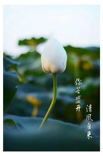 你若盛开，清风自来