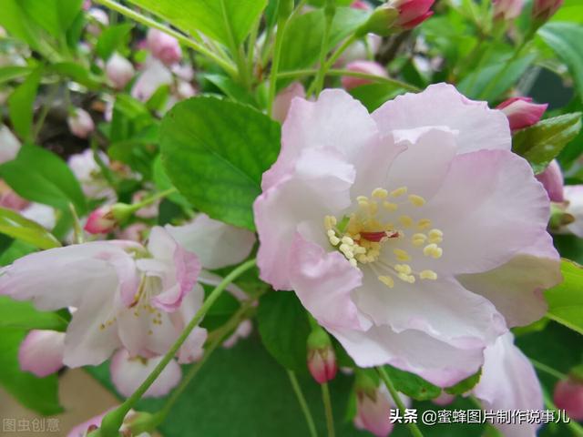 阳春三月，万花丛中娇美溢，千朵万朵压枝低