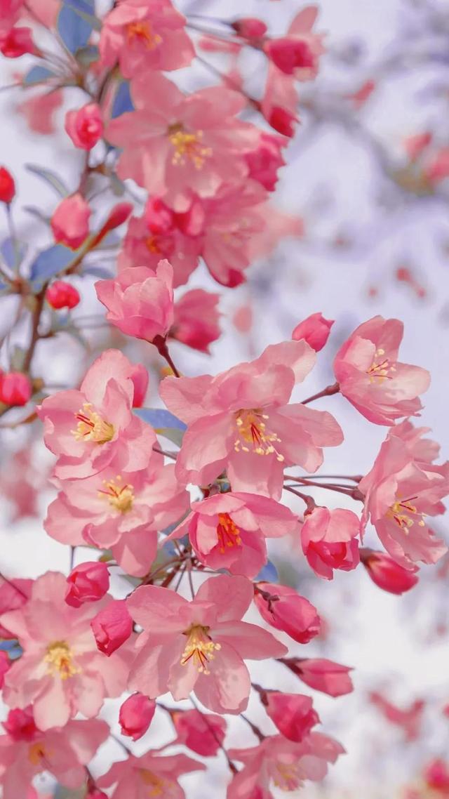春日限定‖你的记忆还停留在哪里