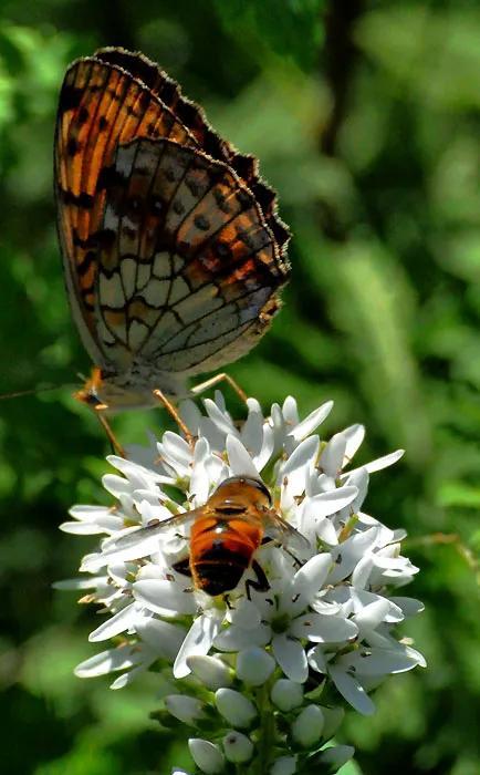 回顾春天百花争艳、招蜂引蝶图片大赏