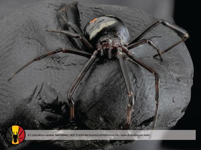 洪都拉斯卷毛蜘蛛价格图片
