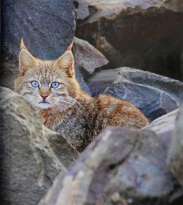 新疆的猫 新疆的猫（新疆的帽子叫什么） 动物