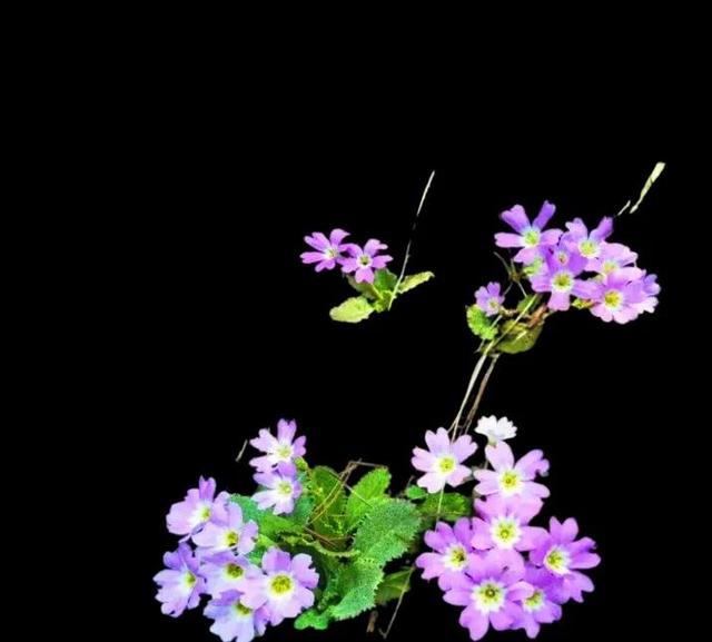 第1841篇（随笔）《一花一世界》