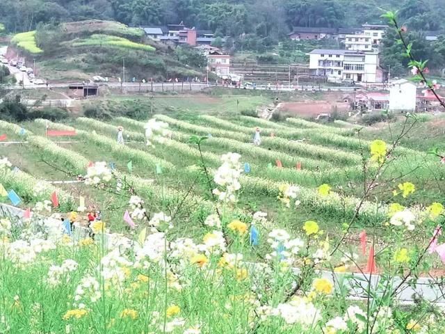 重庆最美乡村公路旅游攻略（重庆这条乡野自驾路线）(2)