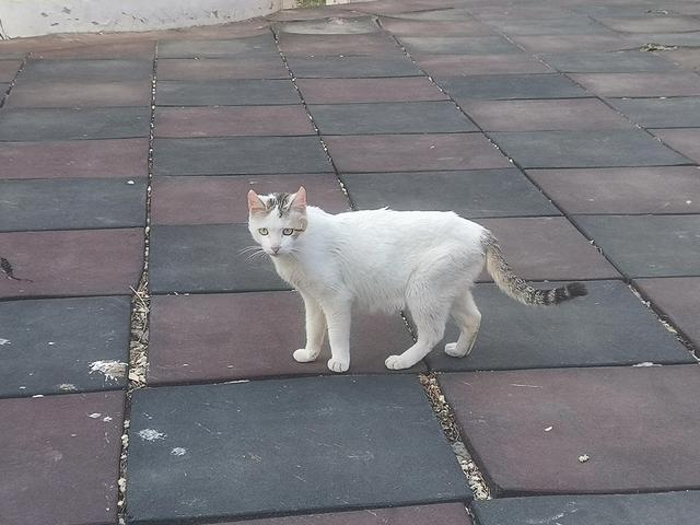 永远看不到春天的流浪小猫