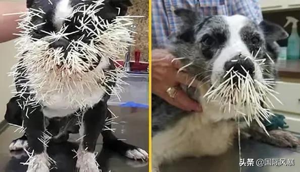 巴西土狗多次挑战豪猪，脸上却被扎满数百根刺，狗主人：免费针灸
