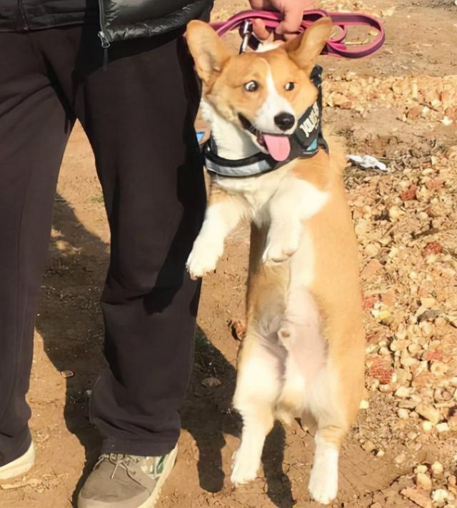 狗狗突然缩脖子叫是怎么回事(狗狗脖子突然缩起来)-艾拉养犬