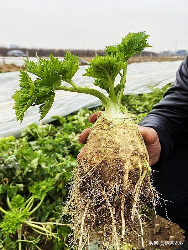 欧芹 欧芹（欧芹在中国叫什么） 生活