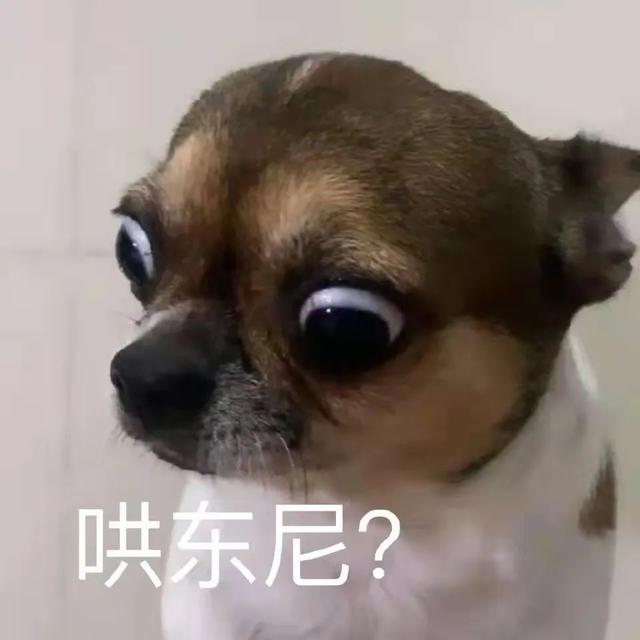 泰迪茶杯犬