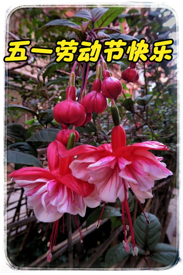 一花一祝福，五一劳动节，鲜花送美好，劳动最光荣，幸福好生活