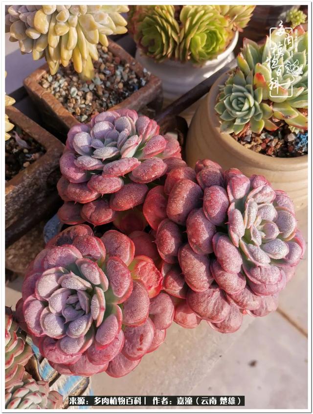 玉蝶铜芯电线价格表4平方,玉蝶铜芯线今日价格