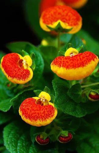 "荷包"只只储满金的荷包花