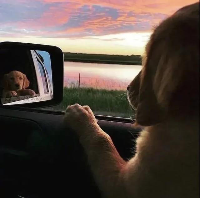 狗狗的背影怎么画(狗背影怎么画漂亮又简单)-艾拉狗狗乐园