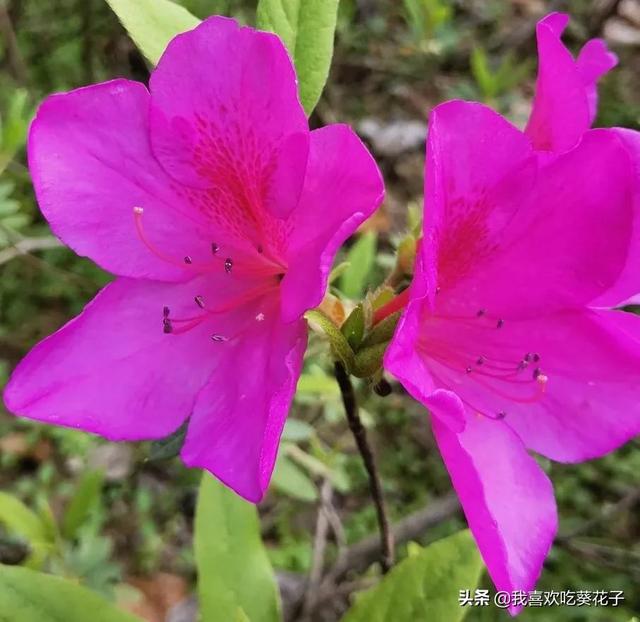 只为杜鹃来开花