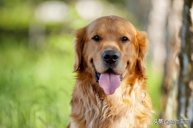 金毛寻回猎犬 金毛寻回猎犬（金毛寻回猎犬） 动物