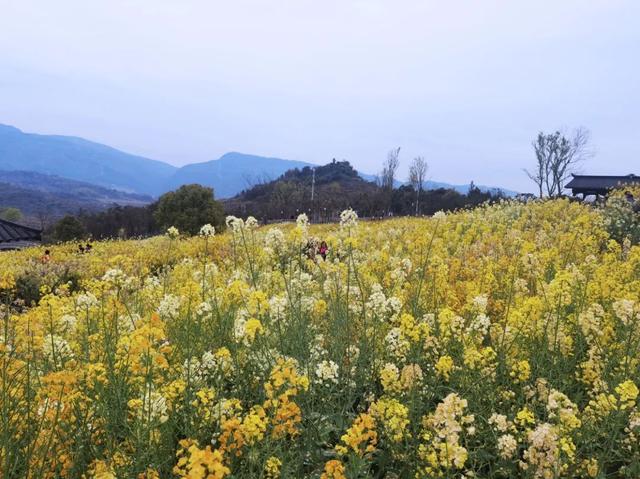 重庆最美乡村公路旅游攻略（重庆这条乡野自驾路线）(8)