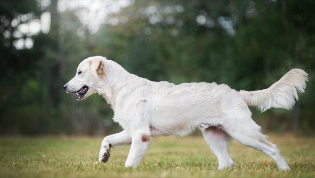 金毛猎犬图片