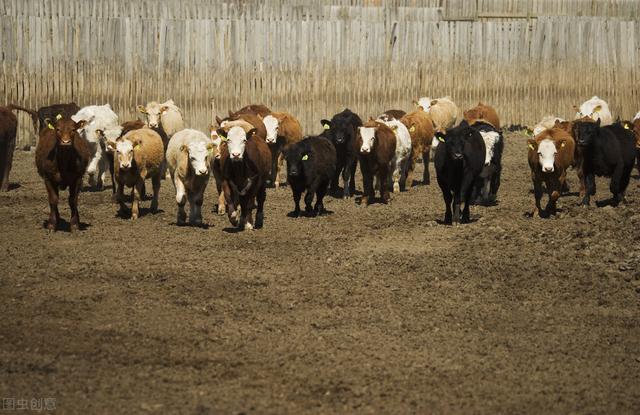 今天牛价格多少钱一斤安徽,今天的牛价多少钱一斤