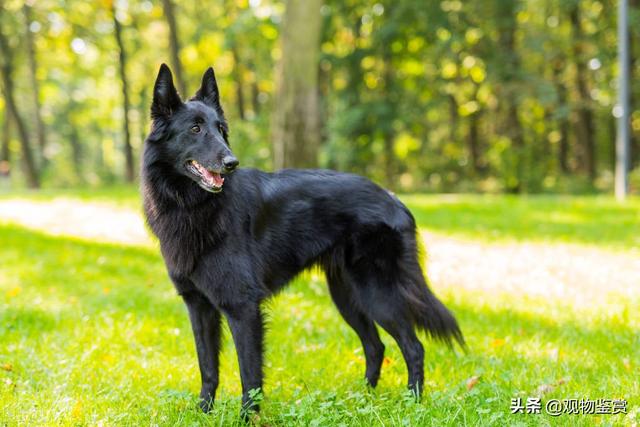 东德牧羊犬 东德牧羊犬（东德牧羊犬吧百度贴吧） 动物