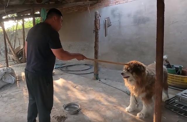 黑色罗威纳犬狗仗人势（豫西小丁全网人仗狗势）(13)