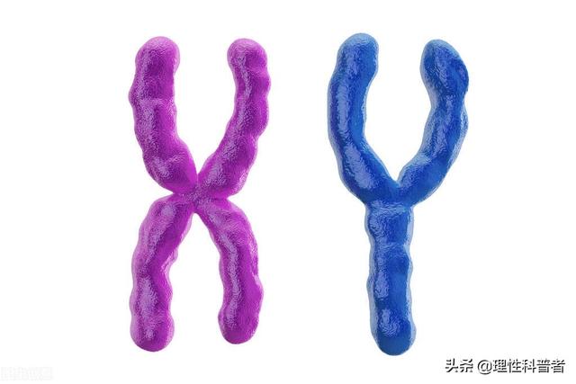人与狗狗染色体区别，可能是一次突变，区分了人与狗的祖先