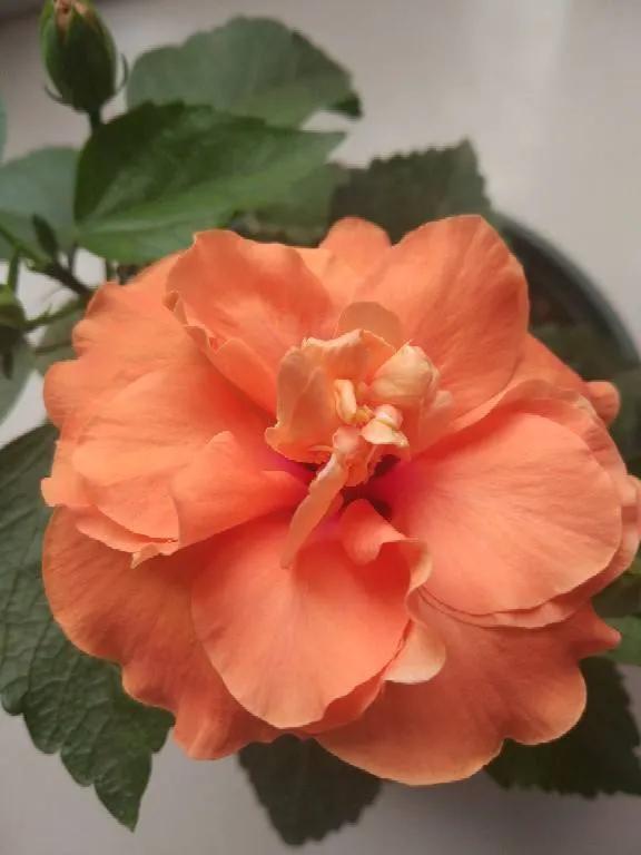 鲜艳夺目的花朵，美了眼，醉了心，忘掉了烦恼