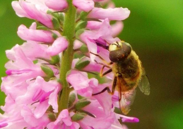 回顾春天百花争艳、招蜂引蝶图片大赏