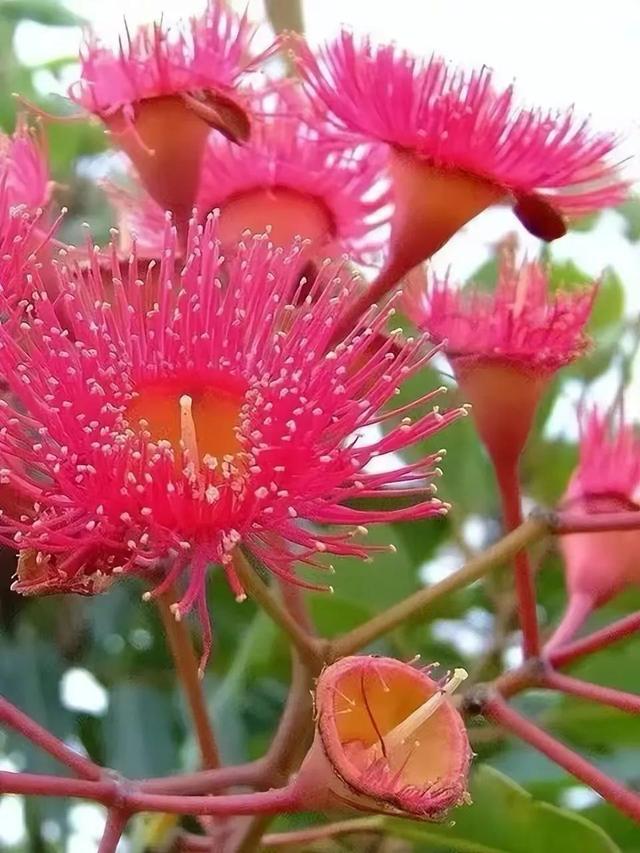 给我鼓掌掌，智慧精灵撒花了