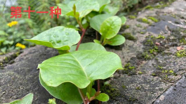 这些植物认识10种以上的，曾经的你一定是一枚朴实可爱的农村娃