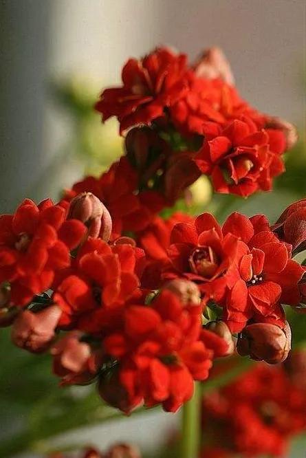 人间最美四月天，百花开满园