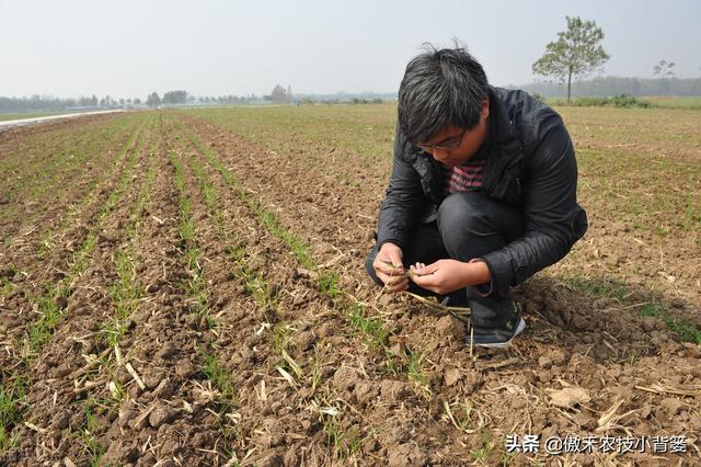 小麦黄苗问题年年发生、年年治，主要原因和解决办法有哪些？3