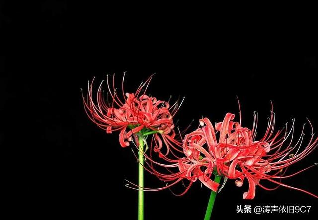 黑色彼岸花图片