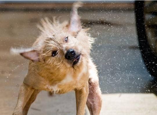 狗狗突然不停甩头怎么回事(频繁甩头控制不住)-艾拉养犬