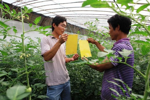 过期农药还能不能使用？合理利用过期农药，省一半钱效果还好6