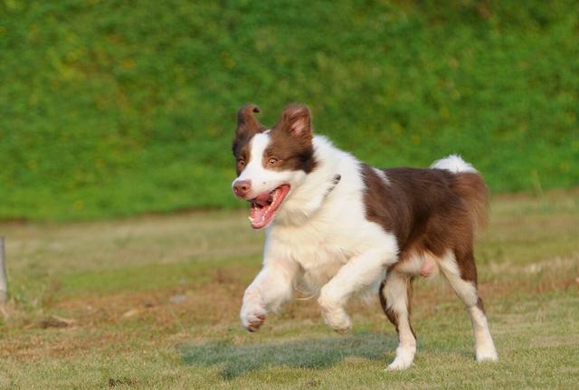 哈多利系博美犬多少钱