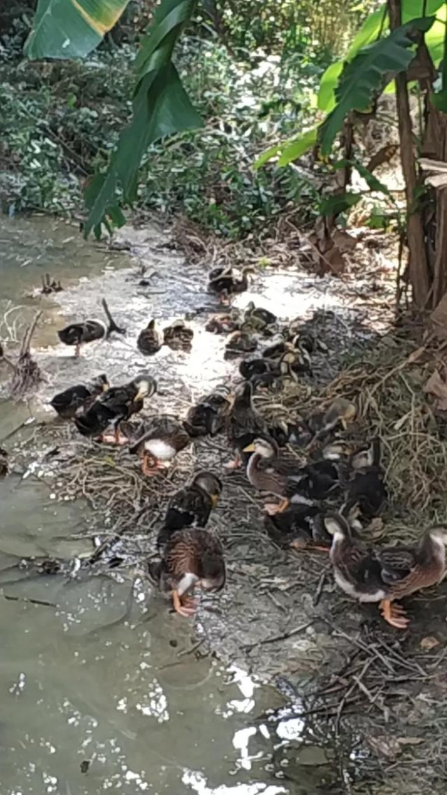 今天是一年24节气的谷雨喔